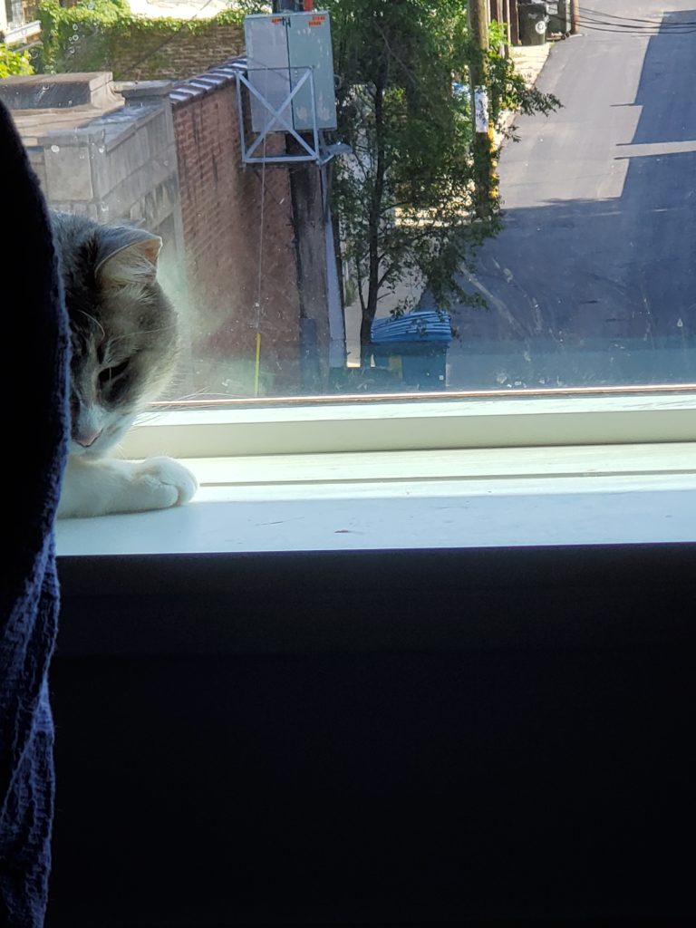 Cat in window