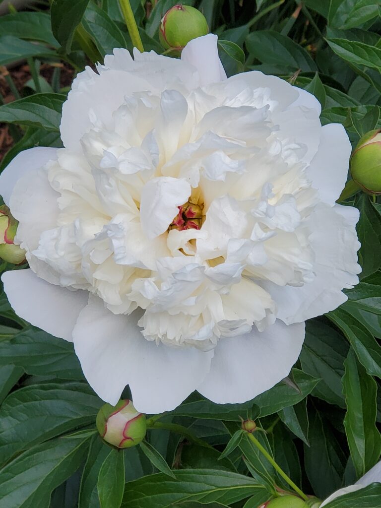 White Flower Buds and Bloom