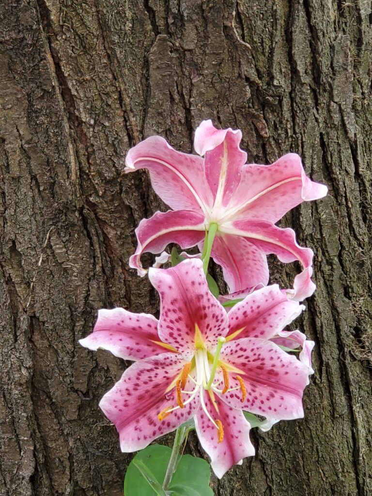 Flowers against bark